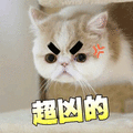 超凶的 猫