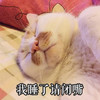 萌宠 猫星人 我睡了 请闭嘴 呆萌 可爱