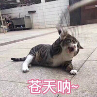 苍天呐 猫咪 爪子 张大嘴