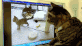 妖术 搞笑 喵星人 猫咪 萌宠 猫