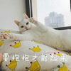 萌宠 猫咪 猫 喵星人 要抱抱 撒娇 撩