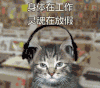 猫猫 听音乐 摇晃 灵魂在放假 想放假 身体在工作