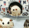大眼睛 搞笑 可爱 萌萌哒