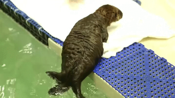 水獭 抖水 otter
