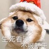 萌宠 猫星人 生死看淡 不服就干 呆萌 可爱