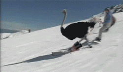 滑雪 鸵鸟 酷炫 技术高超 耍帅
