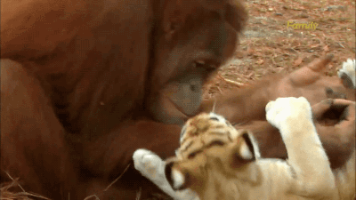老虎 大猩猩 有爱 亲亲 污
