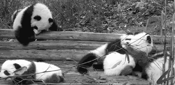熊猫 兄弟 玩耍 国宝