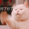 萌宠 喵星人 行了行了 我知道了 呆萌 搞怪