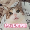 萌宠 猫星人 我也很绝望啊 无奈 呆萌 可爱