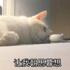 萌宠 猫星人 让我朝思暮想 思念 呆萌 可爱