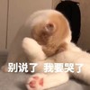 萌宠 猫星人 别说了 我要哭了 呆萌 可爱