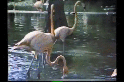 火烈鸟, 80年代, 佛罗里达, 热带,奥兰多主题公园
