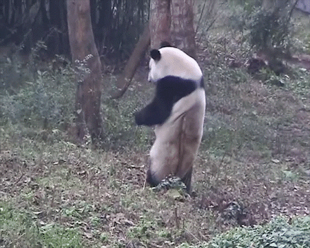 熊猫 挠痒痒 天然呆 动物 panda