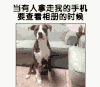 看我手机 汪星人 卖萌 可爱