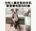 看我手机 汪星人 卖萌 可爱