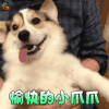 萌宠 狗 狗狗 开心 愉快的小爪爪 soogif soogif出品
