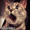 猫咪 舍得我么 搞笑 可爱