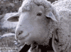 绵羊 盯 懵 表情包 嚼 sheep