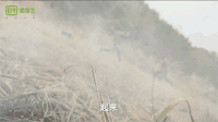 老九门 陈伟霆 张大佛爷 打架