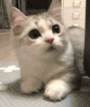 猫咪 可爱 大眼睛 萌萌哒