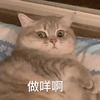 萌宠 猫星人 干嘛啊 咋了 呆萌 可爱