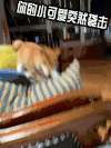 汪星人 萌宠 狗狗 柴犬 文字表情包