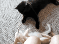 猫咪 打架 呆萌 可爱