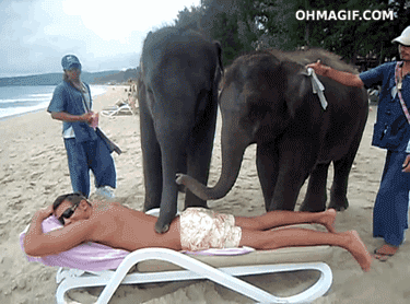 大象  人  海滩  按摩