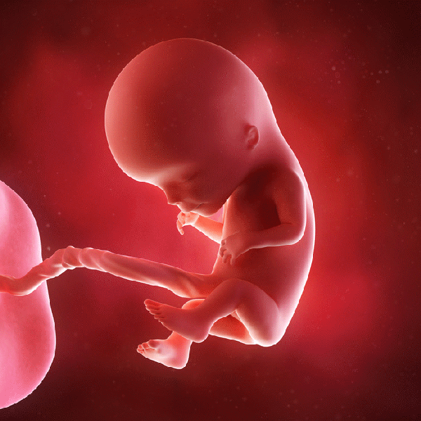怀孕 婴儿 诧异 脐带