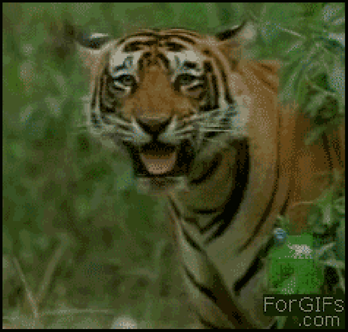 老虎 玩耍 树林 动态