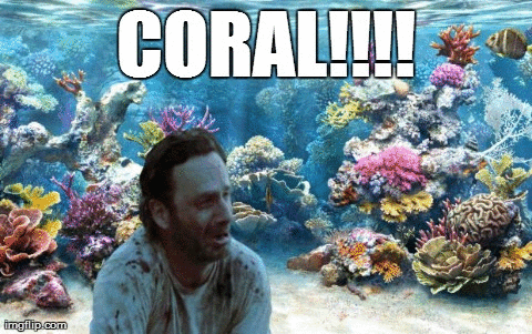珊瑚 海底世界 美丽 男神