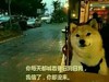 狗狗 马路 小汽车儿 你每天都喊着要日狗日狗我信了你却没来