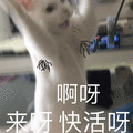 来呀 快活呀 猫