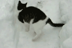 喵星人 猫咪玩雪 爱玩 开心