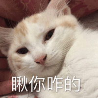 瞅你咋的 生气 猫