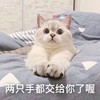萌宠 猫星人 两只手都交给你了 你看着办 搞怪 可爱