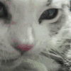 猫咪 花纹 吃什么 可爱