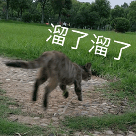 猫 溜了 溜了溜了