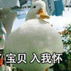 萌宠 小鸭子 宝贝入我怀 抱抱 嫌弃 搞怪 呆萌