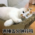 五分钟 猫 撒娇