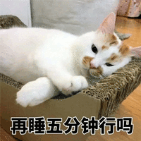 五分钟 猫 撒娇 搞怪 逗