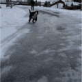 小狗 冬天 冰面 动态