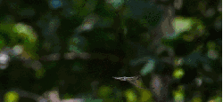 地球脉动 纪录片 蜥蜴 轻盈 飞行