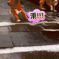 狗 动物 汪星人 可爱 萌