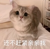 萌宠 猫星人 还不赶紧亲亲我 期待 搞怪 呆萌