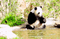 大熊猫 喝水 可爱 凉爽