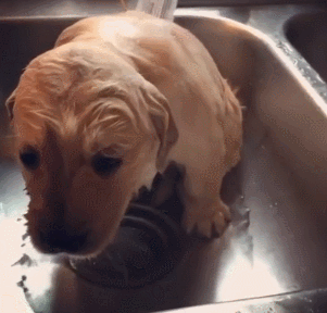 狗狗 冲水 水池 湿了
