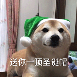 萌宠 狗 汪星人 送你一顶圣诞帽 绿帽子 搞怪