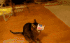 喵星人 猫咪 可爱 萌宠